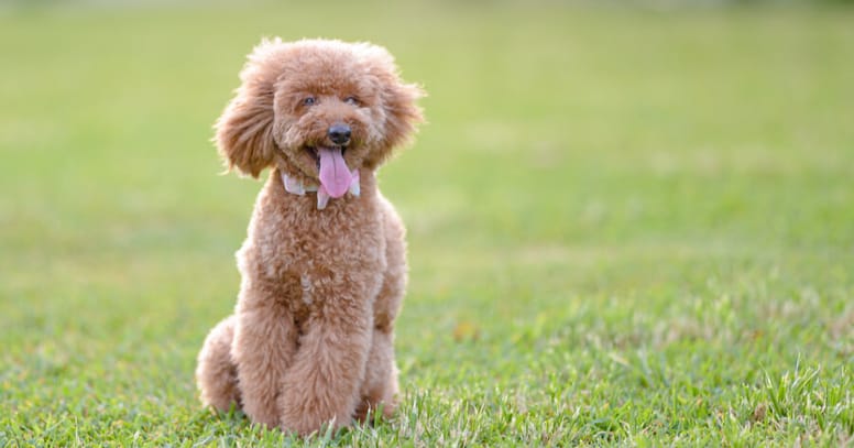 miniature brown poodle sitting in grass