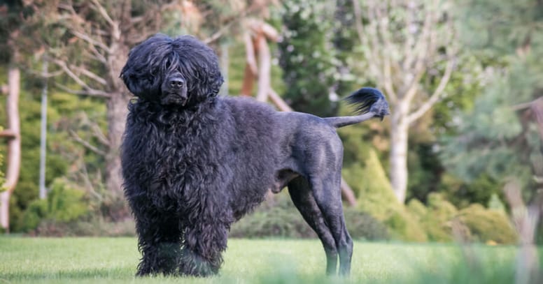 black portuguese water dog standing in grass