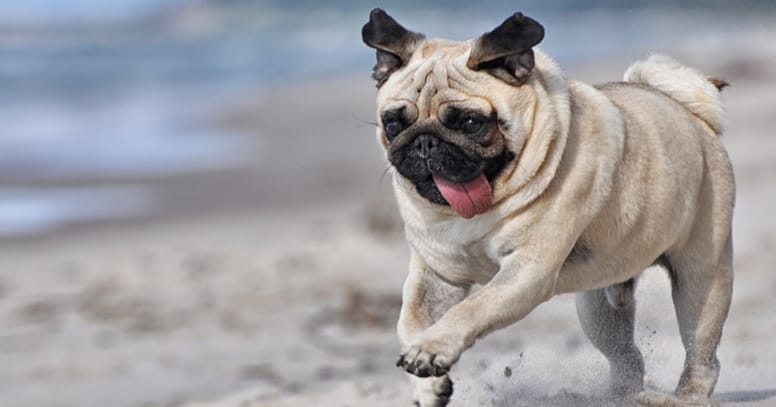 pug running on the beach