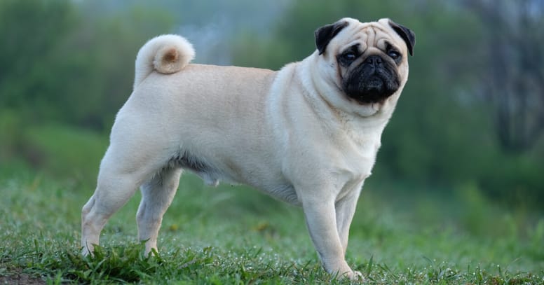 Pug standing on grass