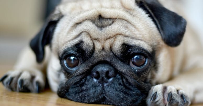 Pug resting head on ground