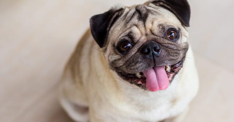 pug sitting and looking up