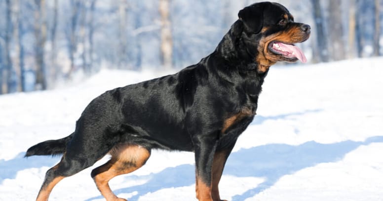 rottweiler standing in snow