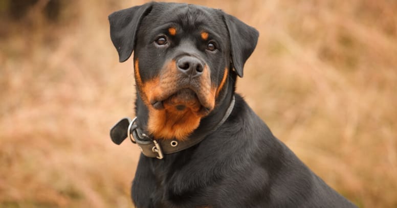 The Rottweiler dog 