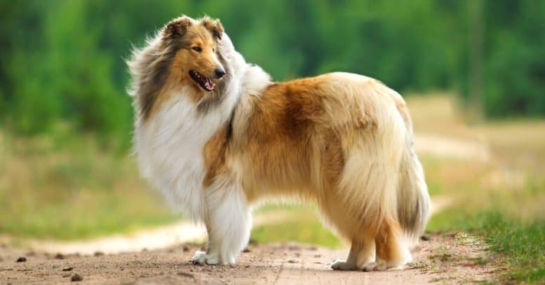 collie de pelo largo parado en la tierra