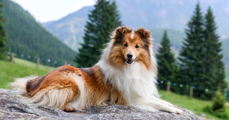 shetland sheepdog on a rock