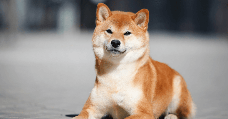 primo piano di shiba inu 