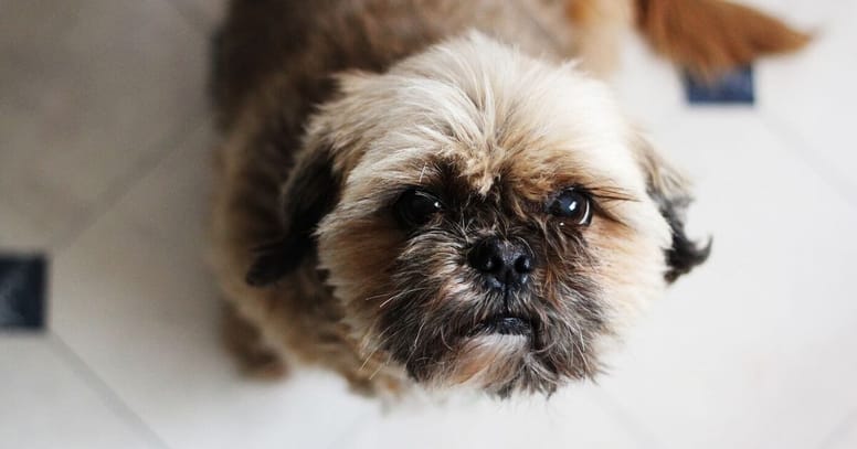 Shih Tzu pide comida con la mirada