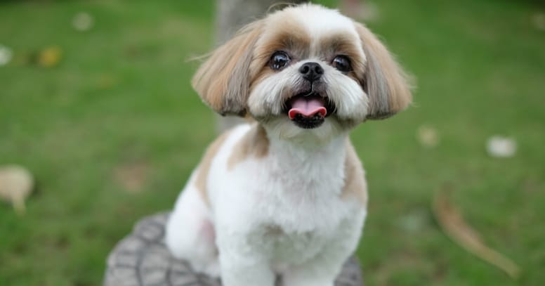 shih tzu sitting on tree trunk