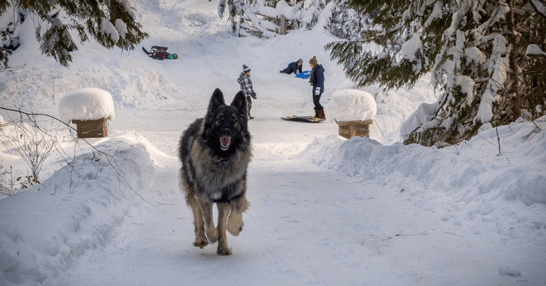 shiloh shepherd running in the snow