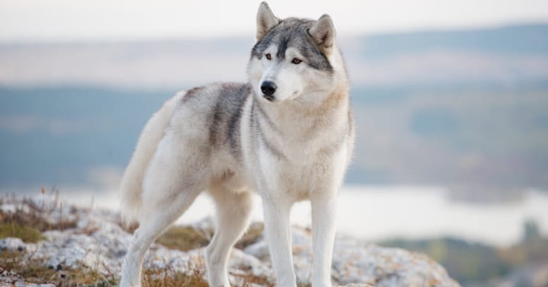 grey siberian husky standing in snow