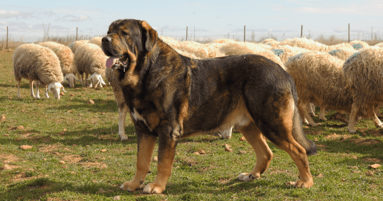 spanish mastiff standing in front of sheep