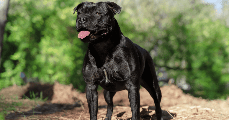 black staffordshire bull terrier standing in grass