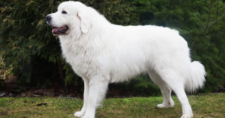 The Polish Tatra Sheepdog dog 