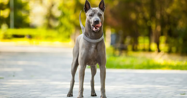 The Thai Ridgeback dog 