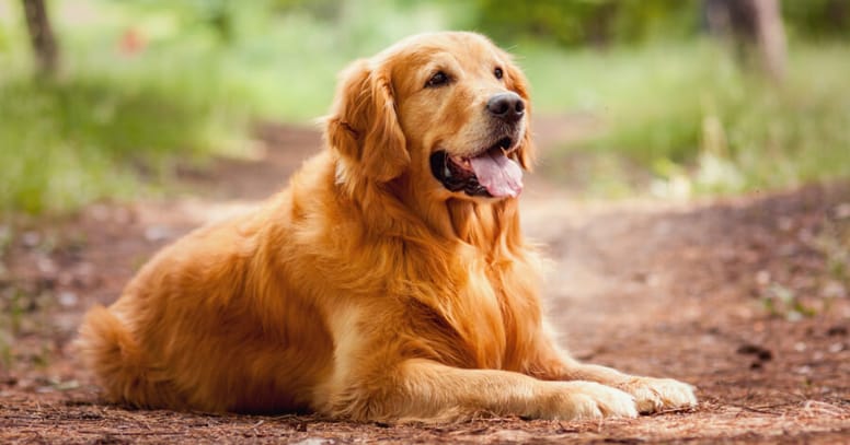 The golden retriever dog 