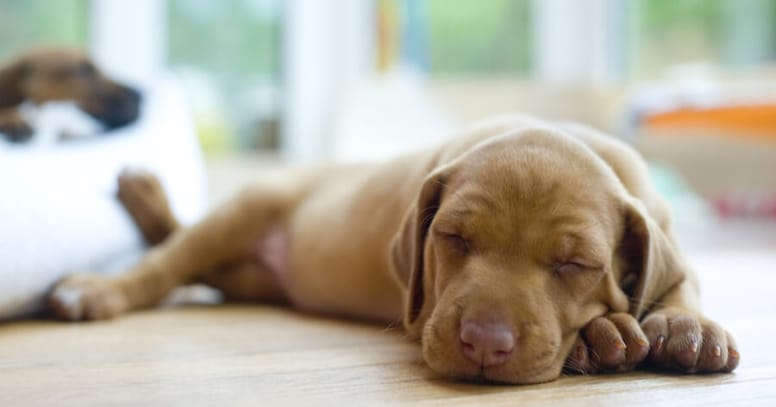 Puppy dog sleeping on his paws