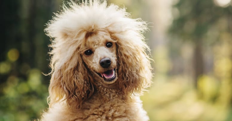 brown miniature poodle with hair tie