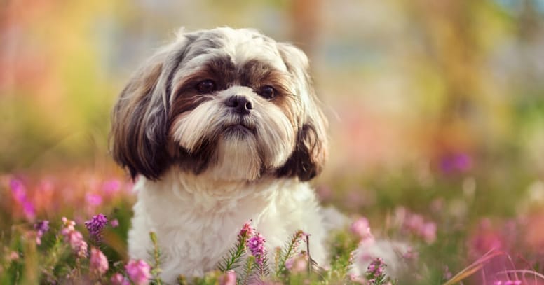 The Shih Tzu dog