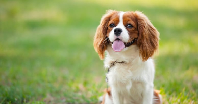 brown and white cavalier king charles sitting on grass