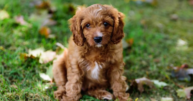 The Cavapoo puppy in a garden