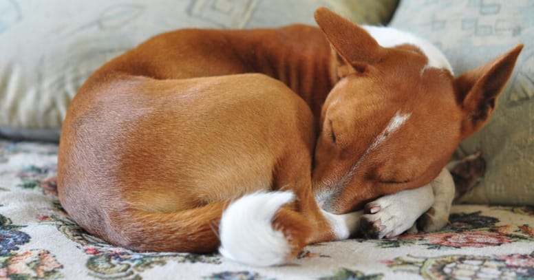 Portuguese dog sleeping a ball