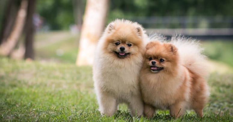 Two Pomeranian dogs