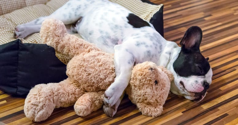 French bulldog sleeping with teddy bear