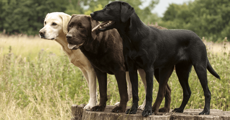 black, yellow, and chocolate lab