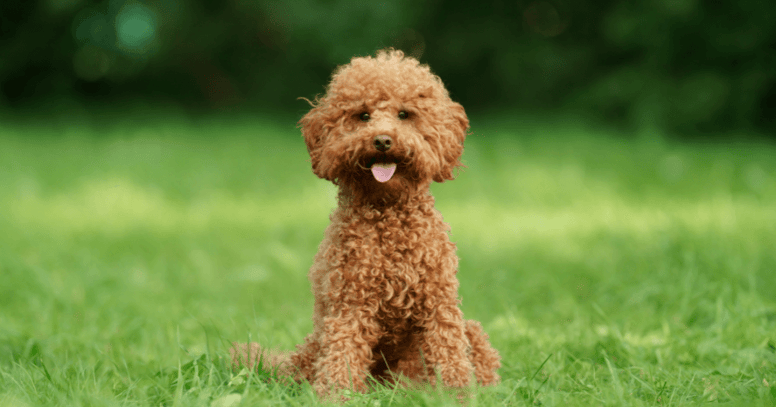 toy poodle in grass