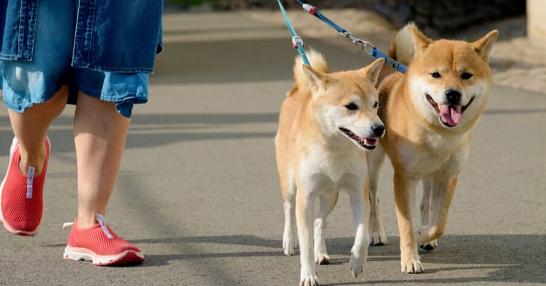 two shibas walking on the lead