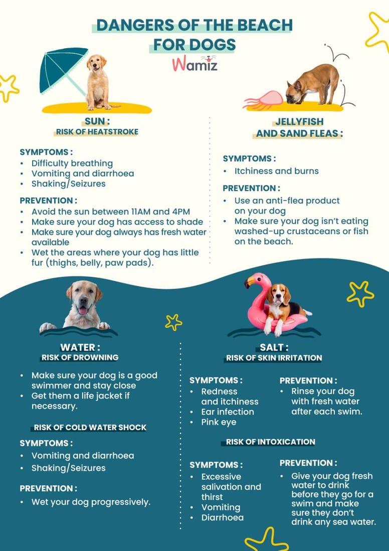 beach safety tips for dogs