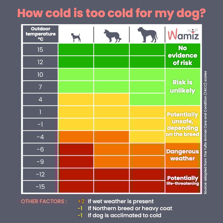How cold is too cold to walk a dog?