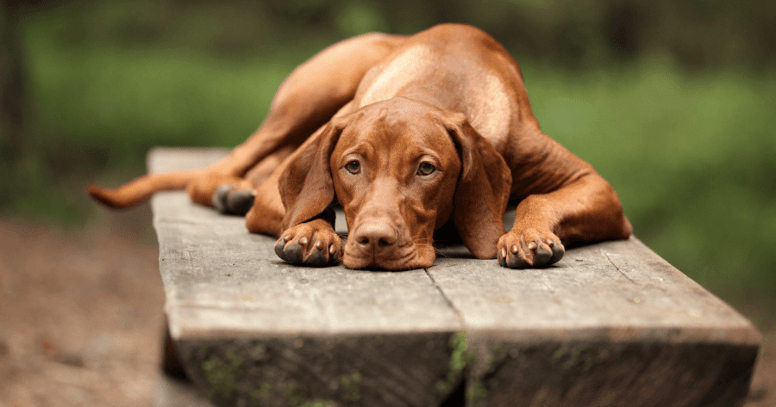 vizsla laying on bench in forest