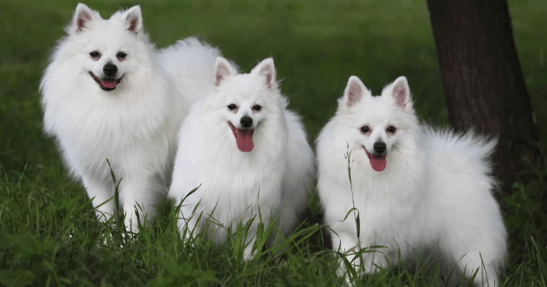 three volpino italianos standing in grass