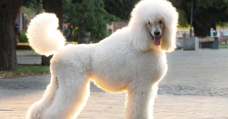 white standard poodle standing