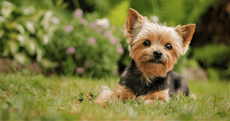 yorkshire terrier lying in grass