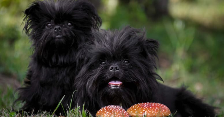 Wire haired dog : The affenpinscher