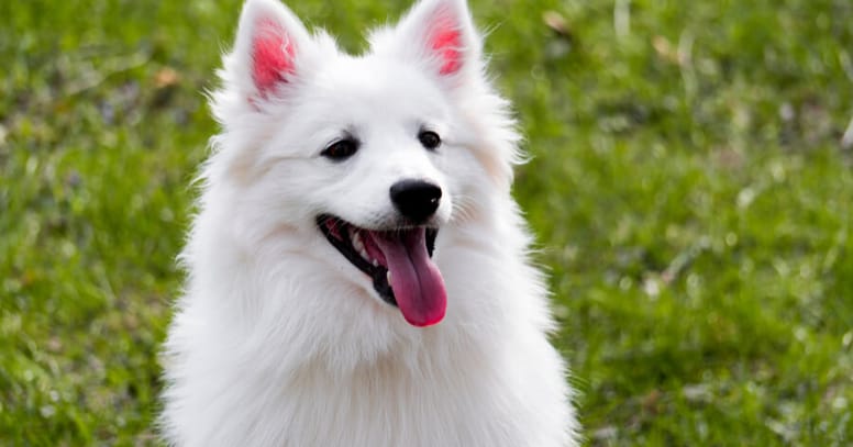 american eskimo puppy panting