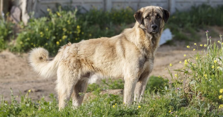 The Anatolian shepherd dog