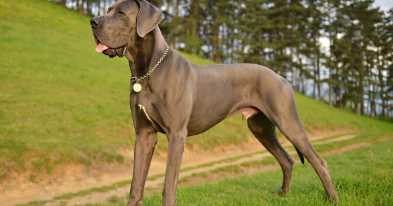 blue great dane standing in grass