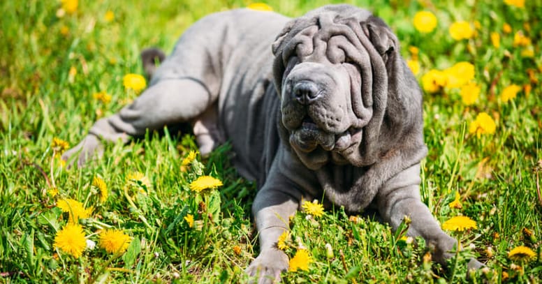 The Blue shar pei dog