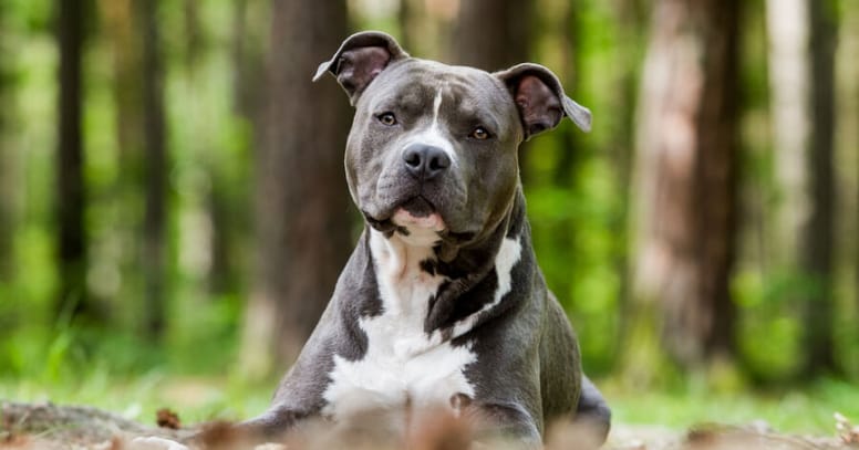 The Blue american staffordshire terrier