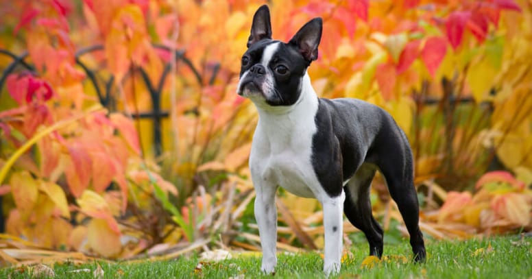 The Boston Terrier dog 