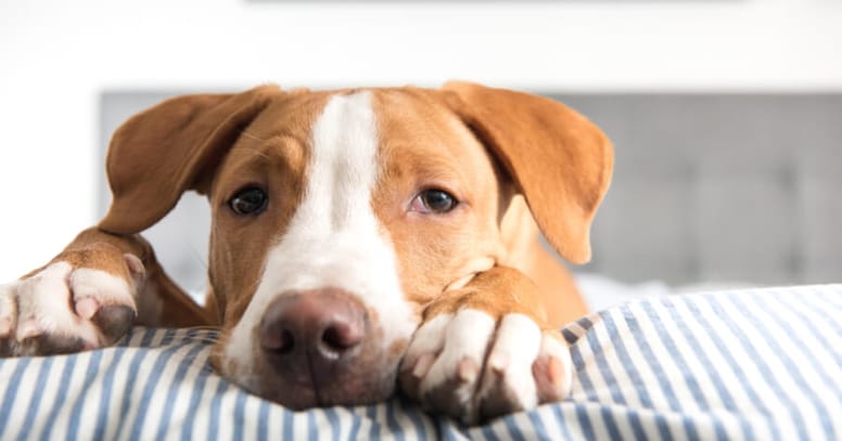 Brown and white dog sick