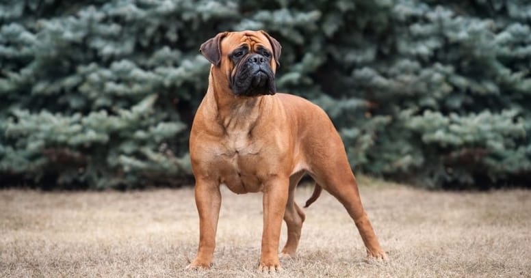 The Bullmastiff dog