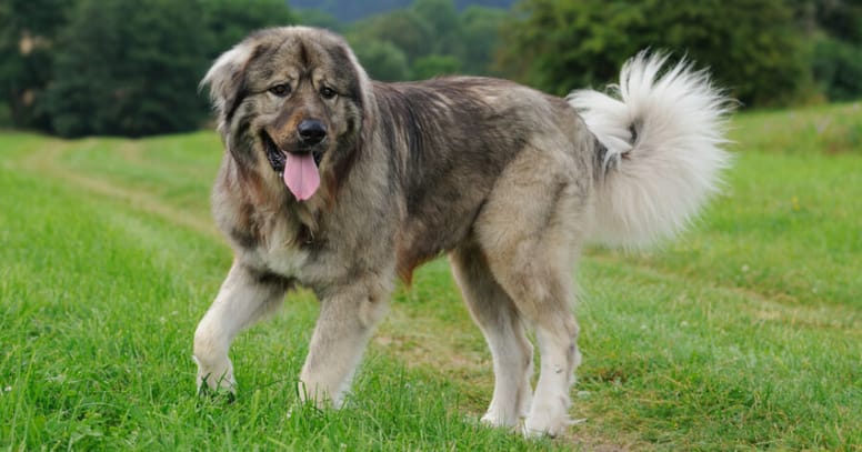 The Caucasian shepherd dog