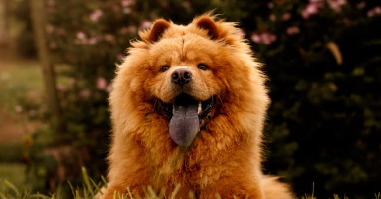 Brown chow chow primitive breed