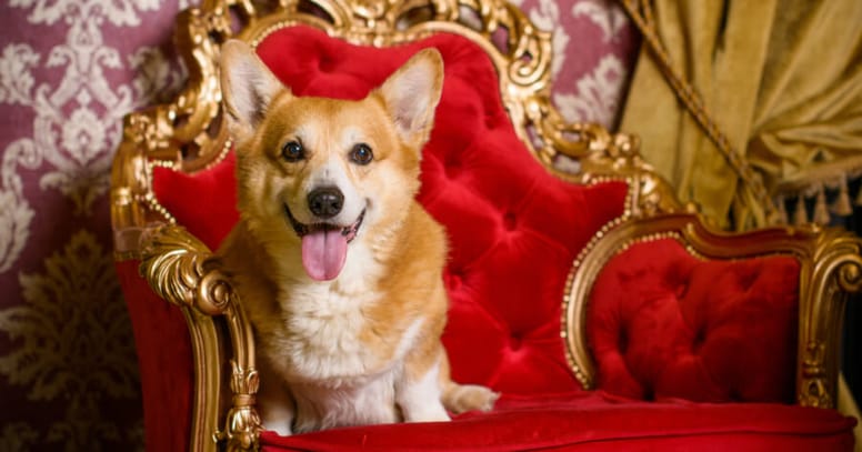 The Corgi, favourite dog breed of the Queen