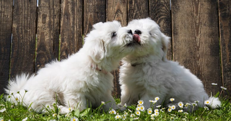 coton de tuléar puppies licking each other